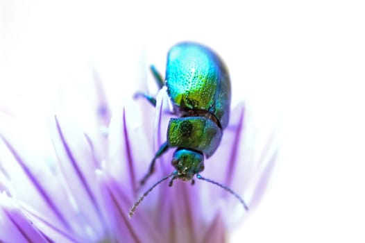 Beetle 04