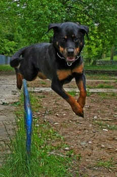 Agility Fun on 4 Paws Part II
