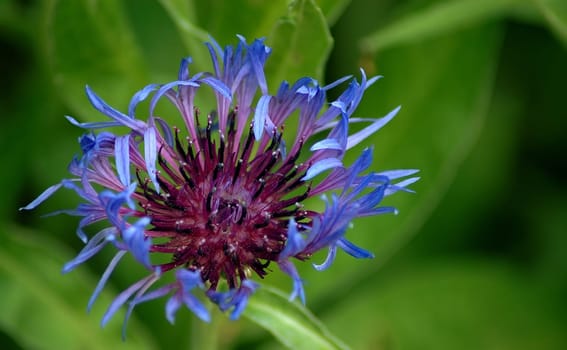 Mountain flake flower