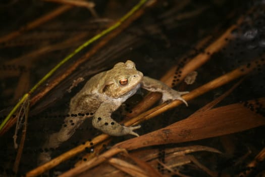 Spawning waters with frogs