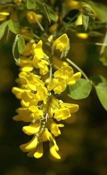 I always find it sad that such plants (although they are pretty to look at) can also be found on children's playgrounds.....