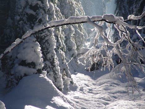 Winter forest
