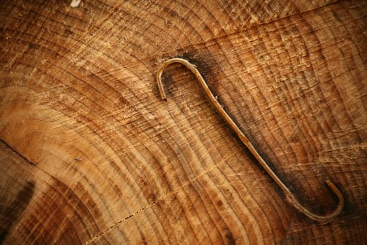 Cut surface of a felled beech tree