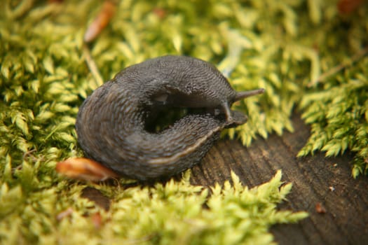 Black snail