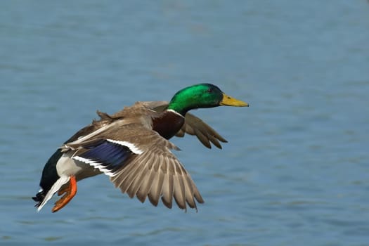 Drake in flight