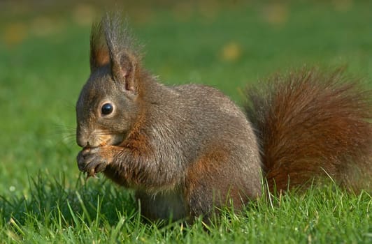 Squirrels in the grass