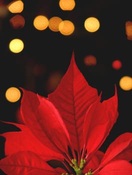 Poinsettia