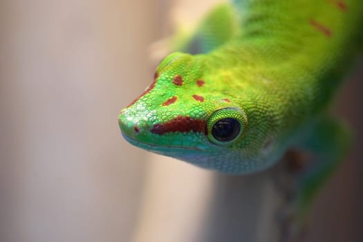 Great Madagascar Day Gecko