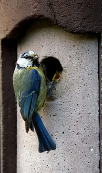 Feeding the little ones