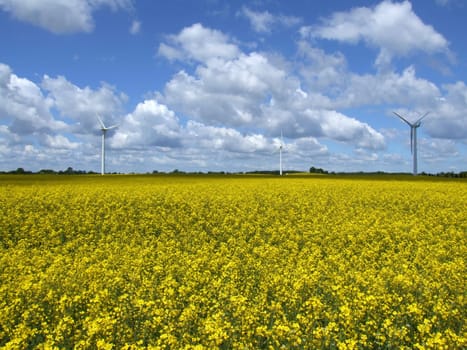 Pure energy production - Winkraft and rapeseed oil