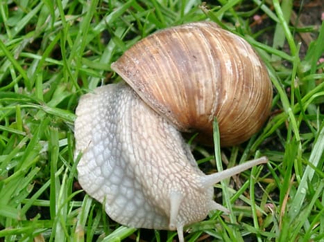 Snail