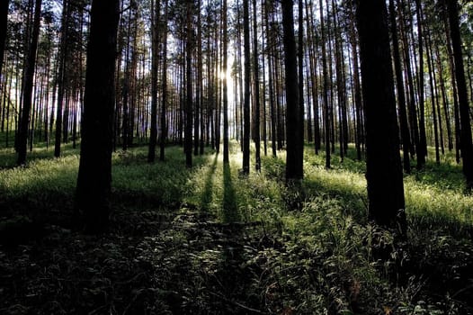 Forest2