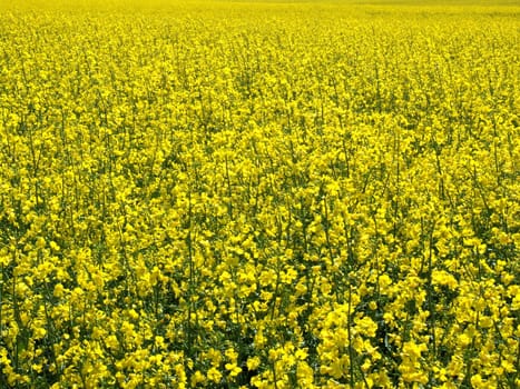 Rapeseed - Rapeseed - Rapeseed flowers