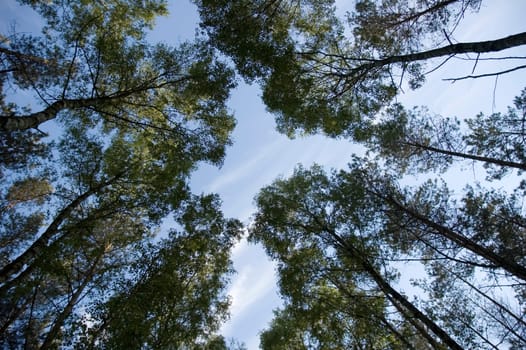 Forest3