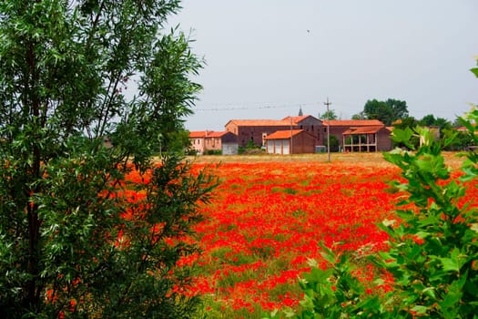 butt poppy field