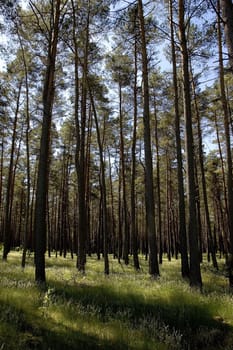 Forest4