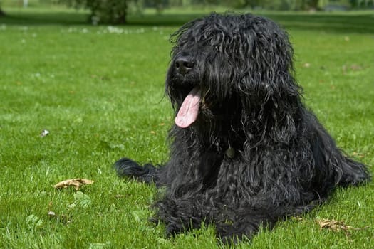 Briard