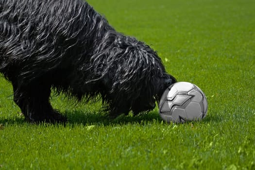 Football fan