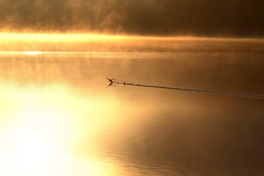 Golden Duck