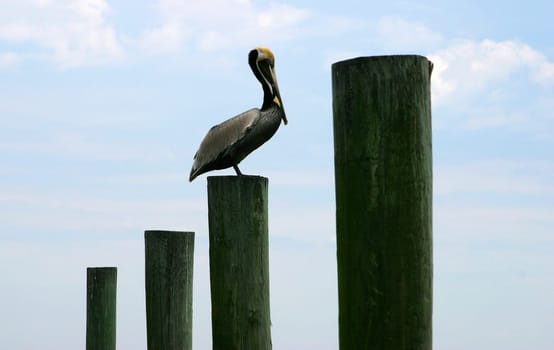 Sea pelican