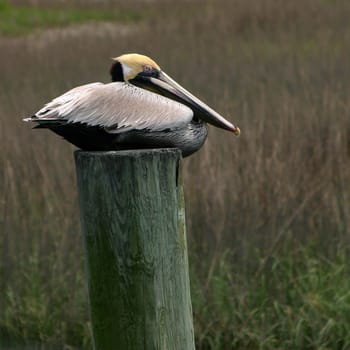 Pelican