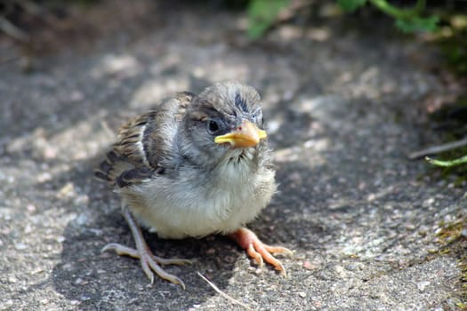 Got out of the nest a little too early,he has already gotten away from the ground a bit,but not really fast yet. Hopefully no cat will get him.