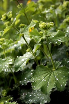 Lady's mantle