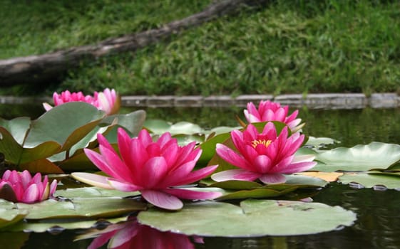 Water lilies