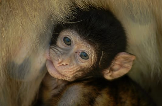 I'm still small,but I can already make big eyes.....