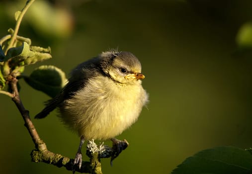 .. this was probably the strongest of the blue that bred in my garden. She went on her first trip today. The brothers and sisters are still sitting in the nest box  Let's see if I can catch them  -)