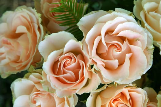 Roses with fern