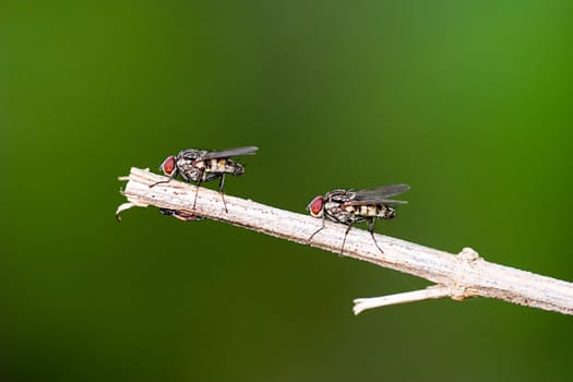 2 flies