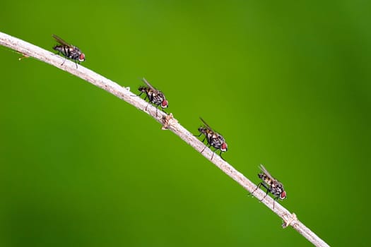 4 Flies