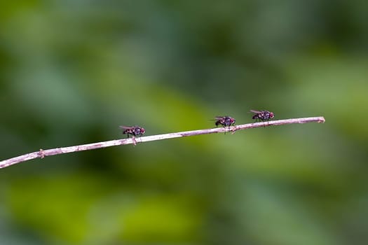 3 Flies