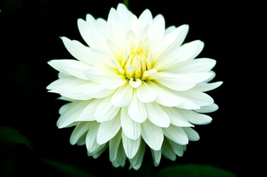Dahlia1