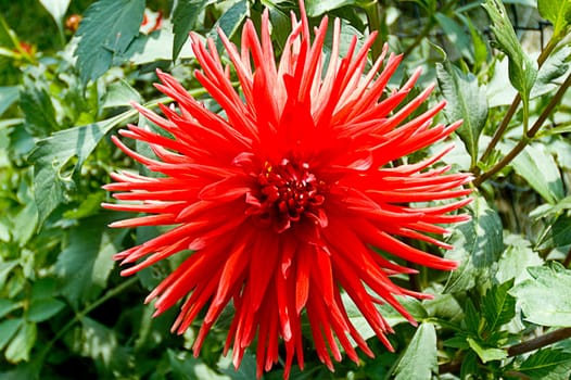 Dahlia2