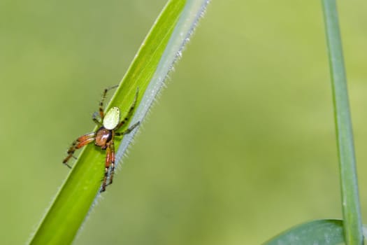 Spider Araniella cucurbitina