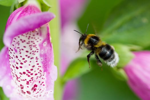 Bumblebee approaching