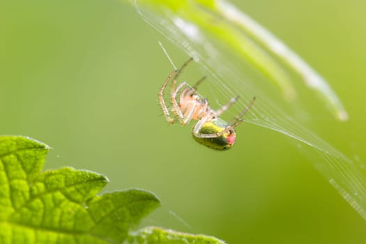 Do you know what kind this is?