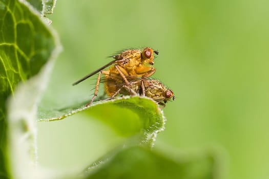 Dung fly mating