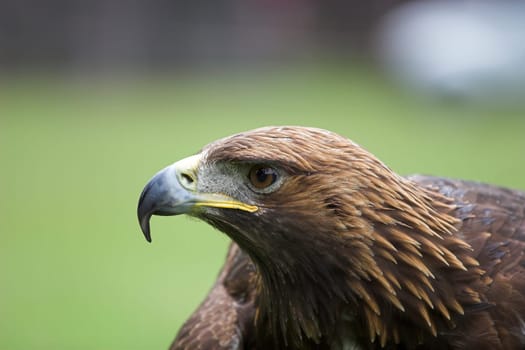Attila,golden eagle,mascot and lucky charm of Frankfurter Eintracht. His home is the falconry Hanau