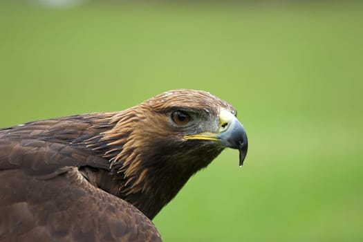 Attila,golden eagle,mascot and lucky charm of Frankfurter Eintracht. His home is the falconry Hanau