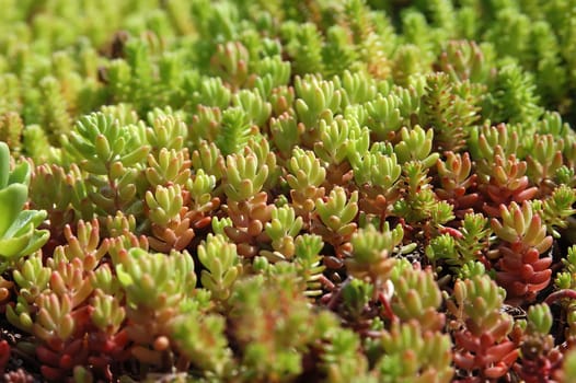 Rockery