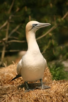 Sula bassana