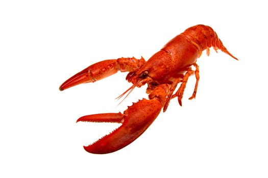 Lobster