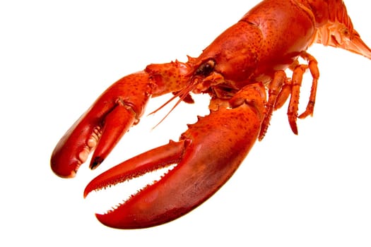 Lobster