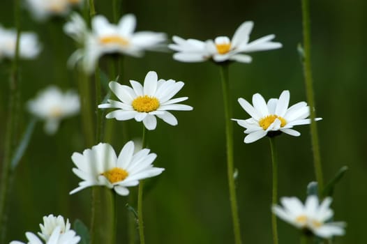 Daisies