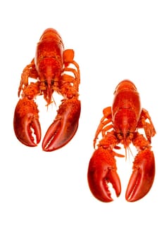 Lobster