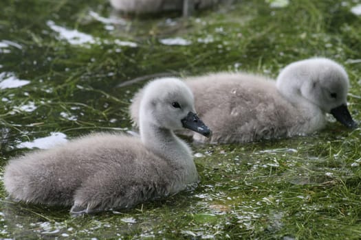 Today I spotted a pair of swans with 8 cubs at the fish ponds....