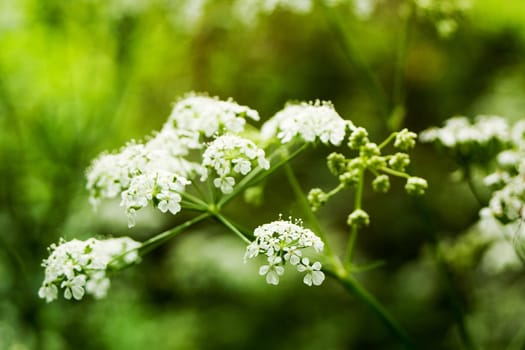 Yarrow
